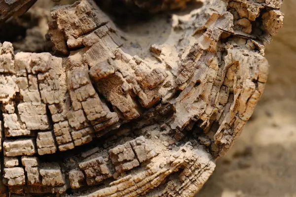 Derin çatlaklar ve katmanlı ahşap dokusuyla yıpranmış ağaç kabuğunun detaylı makro görüntüsü. Soyut desen ve toprak renkler onu arka plan, doğal dokular veya tasarım elementleri için mükemmel kılar..