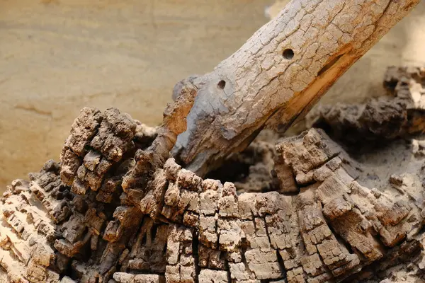 Derin çatlaklar ve katmanlı ahşap dokusuyla yıpranmış ağaç kabuğunun detaylı makro görüntüsü. Soyut desen ve toprak renkler onu arka plan, doğal dokular veya tasarım elementleri için mükemmel kılar..