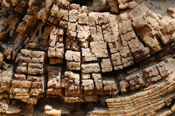 Derin çatlaklar ve katmanlı ahşap dokusuyla yıpranmış ağaç kabuğunun detaylı makro görüntüsü. Soyut desen ve toprak renkler onu arka plan, doğal dokular veya tasarım elementleri için mükemmel kılar..