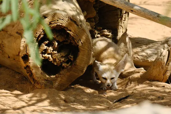 Küçük bir Fennec Fox kumlu çöl ortamında tetikte bekliyor. Aşırı büyük kulakları ve hafif vücuduyla bilinen bu hayvan, sıcak iklimlere ve kurak araziye adapte olmuştur. Eğitici, vahşi yaşam ve zooloji temalı içerik için mükemmel..