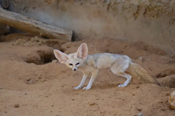 Küçük bir Fennec Fox kumlu çöl ortamında tetikte bekliyor. Aşırı büyük kulakları ve hafif vücuduyla bilinen bu hayvan, sıcak iklimlere ve kurak araziye adapte olmuştur. Eğitici, vahşi yaşam ve zooloji temalı içerik için mükemmel..