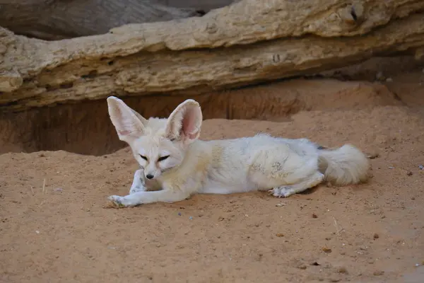 Küçük bir Fennec Fox kumlu çöl ortamında tetikte bekliyor. Aşırı büyük kulakları ve hafif vücuduyla bilinen bu hayvan, sıcak iklimlere ve kurak araziye adapte olmuştur. Eğitici, vahşi yaşam ve zooloji temalı içerik için mükemmel..