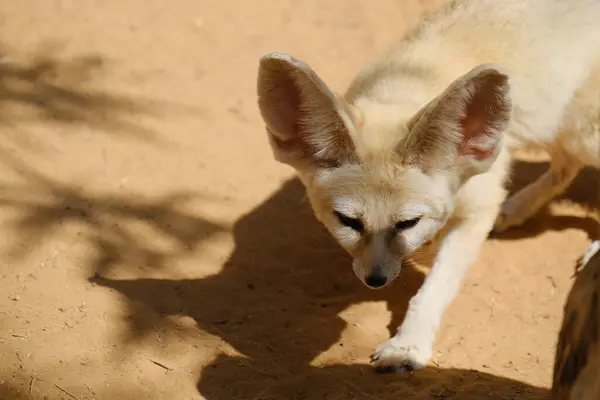 Küçük bir Fennec Fox kumlu çöl ortamında tetikte bekliyor. Aşırı büyük kulakları ve hafif vücuduyla bilinen bu hayvan, sıcak iklimlere ve kurak araziye adapte olmuştur. Eğitici, vahşi yaşam ve zooloji temalı içerik için mükemmel..