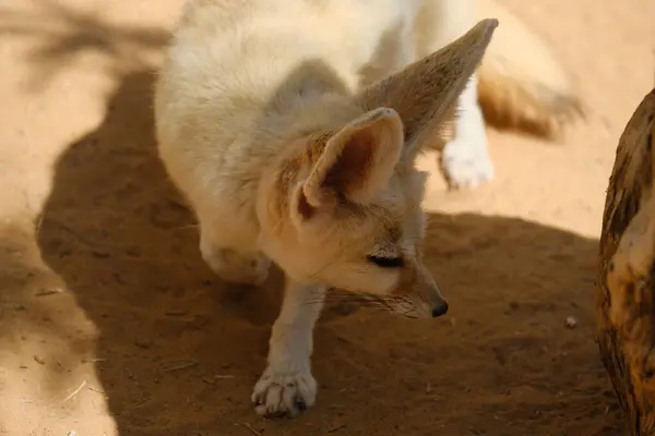 Küçük bir Fennec Fox kumlu çöl ortamında tetikte bekliyor. Aşırı büyük kulakları ve hafif vücuduyla bilinen bu hayvan, sıcak iklimlere ve kurak araziye adapte olmuştur. Eğitici, vahşi yaşam ve zooloji temalı içerik için mükemmel..