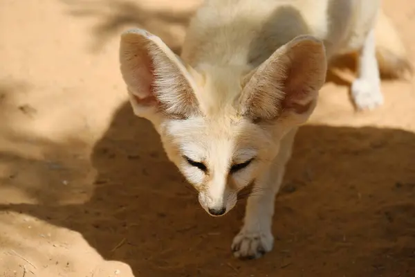 Küçük bir Fennec Fox kumlu çöl ortamında tetikte bekliyor. Aşırı büyük kulakları ve hafif vücuduyla bilinen bu hayvan, sıcak iklimlere ve kurak araziye adapte olmuştur. Eğitici, vahşi yaşam ve zooloji temalı içerik için mükemmel..