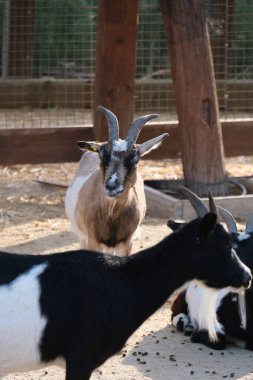 Evcil bir keçi, arka planında ahşap bir çitle güneşli bir çiftlikte duruyor ya da dinleniyor. Kırsal kesim çiftlik hayvanlarını ön plana çıkarıyor. Tarım, hayvancılık, kırsal yaşam ve çiftlik hayvanları için uygun.