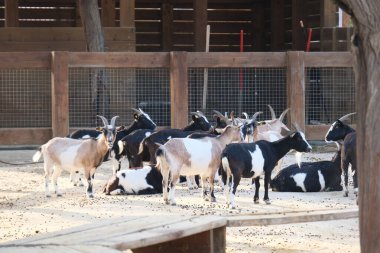 Evcil bir keçi, arka planında ahşap bir çitle güneşli bir çiftlikte duruyor ya da dinleniyor. Kırsal kesim çiftlik hayvanlarını ön plana çıkarıyor. Tarım, hayvancılık, kırsal yaşam ve çiftlik hayvanları için uygun.