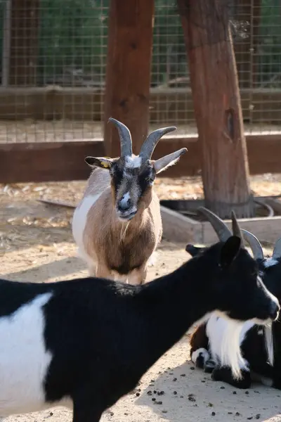 Evcil bir keçi, arka planında ahşap bir çitle güneşli bir çiftlikte duruyor ya da dinleniyor. Kırsal kesim çiftlik hayvanlarını ön plana çıkarıyor. Tarım, hayvancılık, kırsal yaşam ve çiftlik hayvanları için uygun.