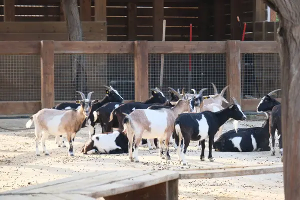 Evcil bir keçi, arka planında ahşap bir çitle güneşli bir çiftlikte duruyor ya da dinleniyor. Kırsal kesim çiftlik hayvanlarını ön plana çıkarıyor. Tarım, hayvancılık, kırsal yaşam ve çiftlik hayvanları için uygun.