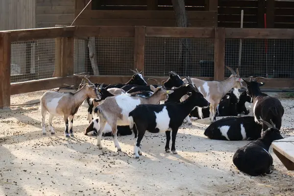 Evcil bir keçi, arka planında ahşap bir çitle güneşli bir çiftlikte duruyor ya da dinleniyor. Kırsal kesim çiftlik hayvanlarını ön plana çıkarıyor. Tarım, hayvancılık, kırsal yaşam ve çiftlik hayvanları için uygun.