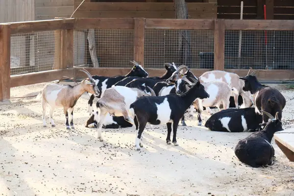 Evcil bir keçi, arka planında ahşap bir çitle güneşli bir çiftlikte duruyor ya da dinleniyor. Kırsal kesim çiftlik hayvanlarını ön plana çıkarıyor. Tarım, hayvancılık, kırsal yaşam ve çiftlik hayvanları için uygun.