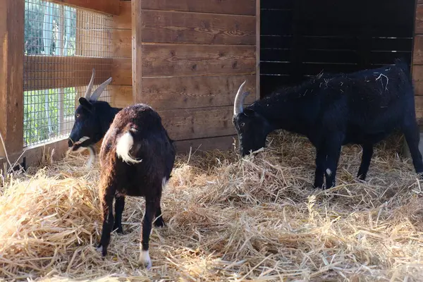 Evcil bir keçi, arka planında ahşap bir çitle güneşli bir çiftlikte duruyor ya da dinleniyor. Kırsal kesim çiftlik hayvanlarını ön plana çıkarıyor. Tarım, hayvancılık, kırsal yaşam ve çiftlik hayvanları için uygun.