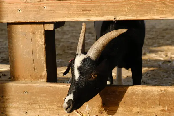 Evcil bir keçi, arka planında ahşap bir çitle güneşli bir çiftlikte duruyor ya da dinleniyor. Kırsal kesim çiftlik hayvanlarını ön plana çıkarıyor. Tarım, hayvancılık, kırsal yaşam ve çiftlik hayvanları için uygun.