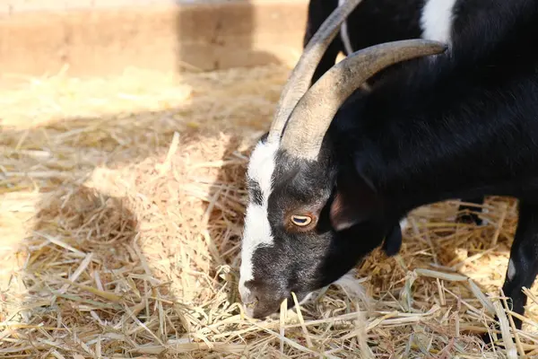 Evcil bir keçi, arka planında ahşap bir çitle güneşli bir çiftlikte duruyor ya da dinleniyor. Kırsal kesim çiftlik hayvanlarını ön plana çıkarıyor. Tarım, hayvancılık, kırsal yaşam ve çiftlik hayvanları için uygun.