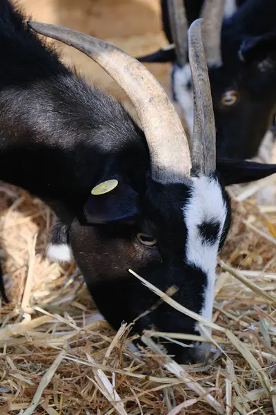 Evcil bir keçi, arka planında ahşap bir çitle güneşli bir çiftlikte duruyor ya da dinleniyor. Kırsal kesim çiftlik hayvanlarını ön plana çıkarıyor. Tarım, hayvancılık, kırsal yaşam ve çiftlik hayvanları için uygun.