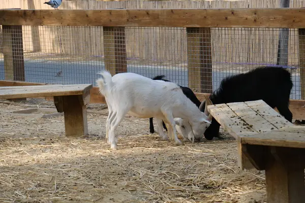 Evcil bir keçi, arka planında ahşap bir çitle güneşli bir çiftlikte duruyor ya da dinleniyor. Kırsal kesim çiftlik hayvanlarını ön plana çıkarıyor. Tarım, hayvancılık, kırsal yaşam ve çiftlik hayvanları için uygun.