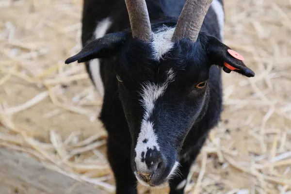 Evcil bir keçi, arka planında ahşap bir çitle güneşli bir çiftlikte duruyor ya da dinleniyor. Kırsal kesim çiftlik hayvanlarını ön plana çıkarıyor. Tarım, hayvancılık, kırsal yaşam ve çiftlik hayvanları için uygun.