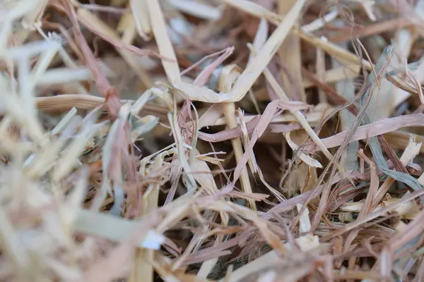 Sıcak güneş ışığıyla aydınlatılmış kuru samanların yakın çekim makro fotoğrafı. Altın pipet, zengin toprak tonlarıyla doğal bir arka plan yaratır. Tarım, organik, kırsal ya da doğa temalı projeler için mükemmel.
