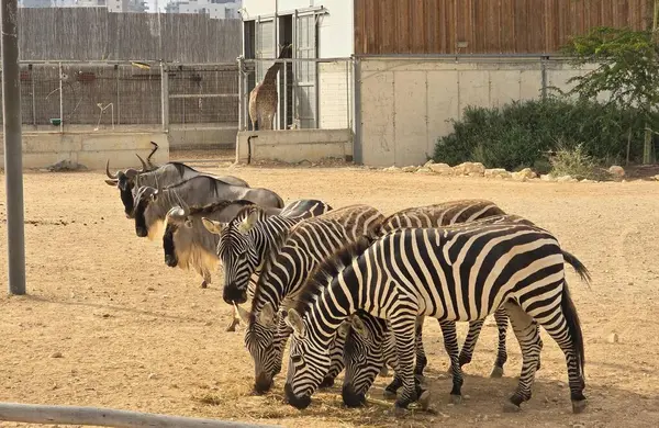 Üç zebranın yan yana durup saman yediği yakın plan bir görüntü. Çizgili şekilleri, sıcak doğal ışıkta çarpıcı bir görsel etki yaratıyor..