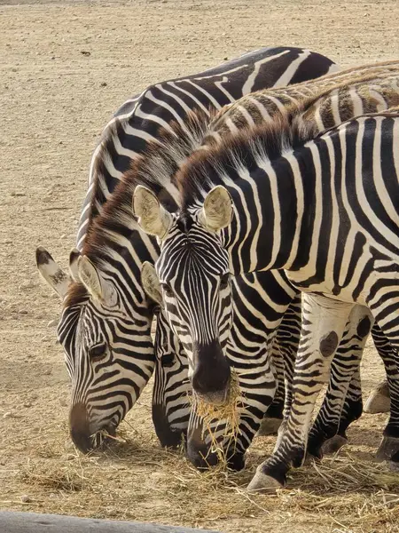 Üç zebranın yan yana durup saman yediği yakın plan bir görüntü. Çizgili şekilleri, sıcak doğal ışıkta çarpıcı bir görsel etki yaratıyor..