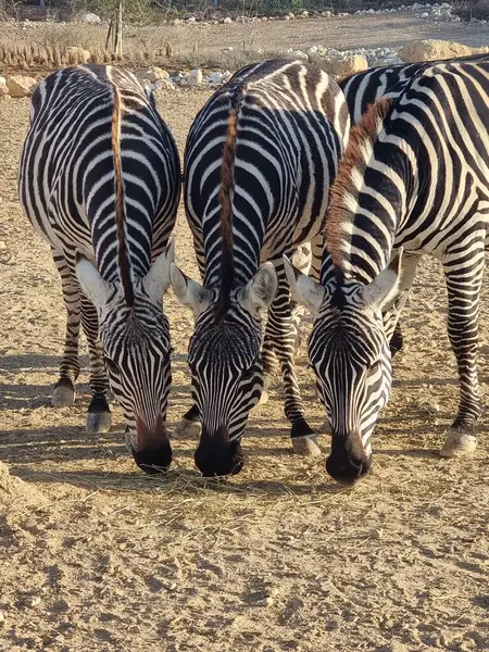 Üç zebranın yan yana durup saman yediği yakın plan bir görüntü. Çizgili şekilleri, sıcak doğal ışıkta çarpıcı bir görsel etki yaratıyor..