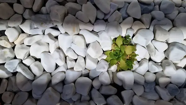 Pürüzsüz beyaz taşların üzerinde duran küçük yeşil sulu şeyin minimalist yukarıdan aşağı görüntüsü. Refah, tasarım ya da eko-temalı görseller için mükemmel doğal, temiz bir kompozisyon.