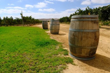 Arkasında bir üzüm bağı olan ahşap şarap fıçıları bir çöl manzarasında.