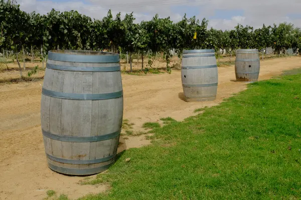 Arkasında bir üzüm bağı olan ahşap şarap fıçıları bir çöl manzarasında.