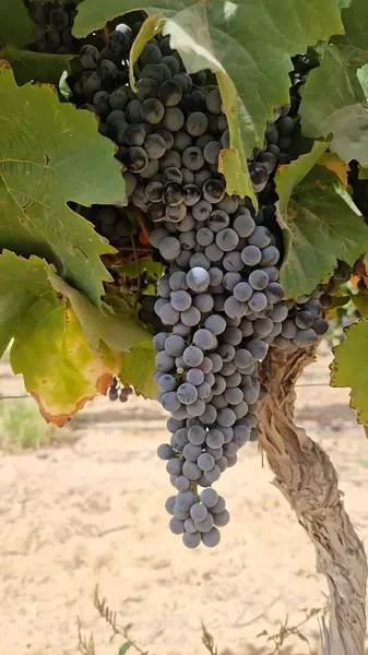 Büyük, olgun üzümler bir çöl bağında yetişiyor ve arka planda manzaralı bir dağ var. Bu üzümler şarap üretimi için yetiştiriliyor..