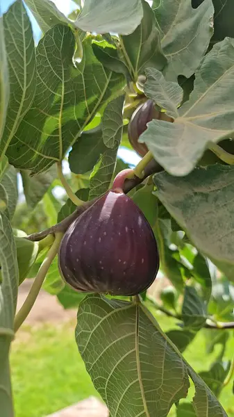Bu fotoğraf, incir ağacının yemyeşil yaprakları arasına yerleştirilmiş olgun bir incir ağacının detaylı bir yakın çekimini gösteriyor. Doğal ortamında meyvenin doğal dokusunu ve canlı renklerini yakalıyor..