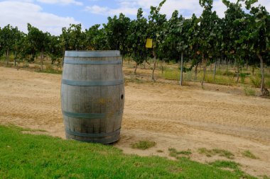 Arkasında bir üzüm bağı olan ahşap şarap fıçıları bir çöl manzarasında.