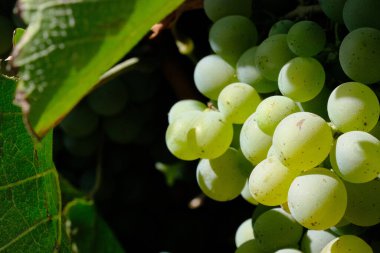 Büyük, olgun üzümler bir çöl bağında yetişiyor ve arka planda manzaralı bir dağ var. Bu üzümler şarap üretimi için yetiştiriliyor..