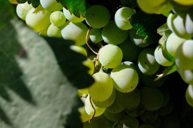 Büyük, olgun üzümler bir çöl bağında yetişiyor ve arka planda manzaralı bir dağ var. Bu üzümler şarap üretimi için yetiştiriliyor..