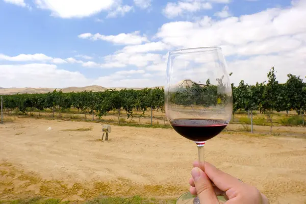 Arkasında dağ manzarası olan bir çöl bağında şarap üzümleri..