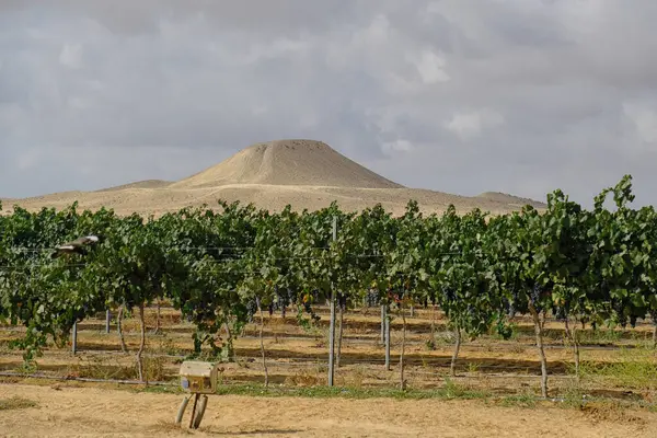 Arkasında dağ manzarası olan bir çöl bağında şarap üzümleri..