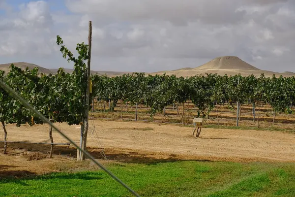 Arkasında dağ manzarası olan bir çöl bağında şarap üzümleri..