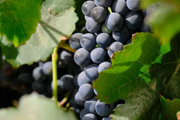 Büyük, olgun üzümler bir çöl bağında yetişiyor ve arka planda manzaralı bir dağ var. Bu üzümler şarap üretimi için yetiştiriliyor..