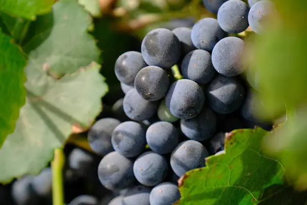 Büyük, olgun üzümler bir çöl bağında yetişiyor ve arka planda manzaralı bir dağ var. Bu üzümler şarap üretimi için yetiştiriliyor..