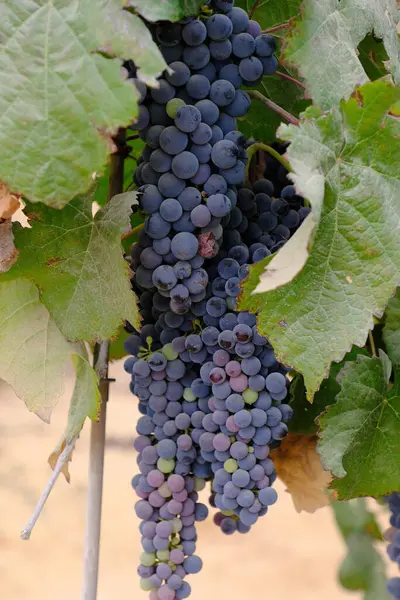 Büyük, olgun üzümler bir çöl bağında yetişiyor ve arka planda manzaralı bir dağ var. Bu üzümler şarap üretimi için yetiştiriliyor..