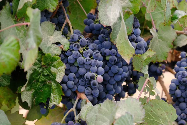 Büyük, olgun üzümler bir çöl bağında yetişiyor ve arka planda manzaralı bir dağ var. Bu üzümler şarap üretimi için yetiştiriliyor..