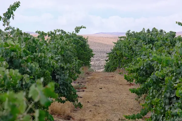 Arkasında dağ manzarası olan bir çöl bağında şarap üzümleri..