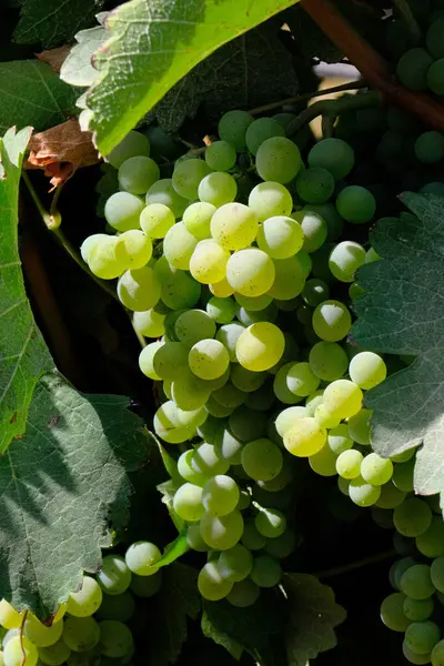 Büyük, olgun üzümler bir çöl bağında yetişiyor ve arka planda manzaralı bir dağ var. Bu üzümler şarap üretimi için yetiştiriliyor..