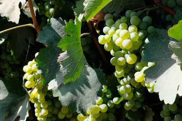 Büyük, olgun üzümler bir çöl bağında yetişiyor ve arka planda manzaralı bir dağ var. Bu üzümler şarap üretimi için yetiştiriliyor..