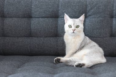 İngiliz safkanından beyaz kısa saçlı bir kedi. Kanepede oturan kedi yavrusu, sarı gözlü, sarı gözlü, çok sevimli. Kedi memelileri tüylü ve şakacıdırlar..