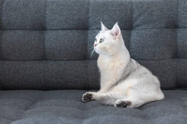 İngiliz safkanından beyaz kısa saçlı bir kedi. Kanepede oturan kedi yavrusu, sarı gözlü, sarı gözlü, çok sevimli. Kedi memelileri tüylü ve şakacıdırlar..