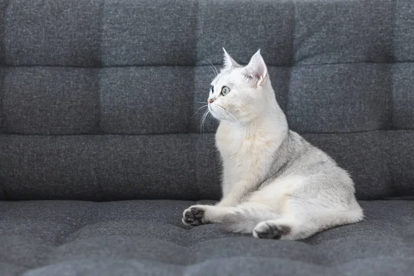 Gato Lindo Con Blanco Pelo Corto Raza Pura Raza Británica — Foto de Stock