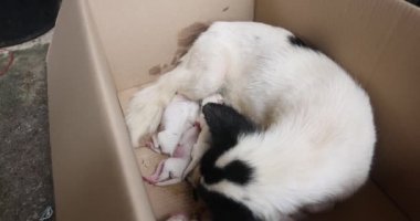 Close-up of a Newborn puppy eating breast milk. Lactating dog mother feeding puppies. Many puppy suckle milk from a lying nursing mother. Breastfed white bitch cubs. Dog mother love puppies. 4K.