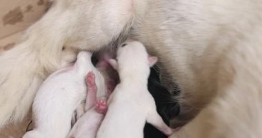 Close-up of a Newborn puppy eating breast milk. Lactating dog mother feeding puppies. Many puppy suckle milk from a lying nursing mother. Breastfed white bitch cubs. Dog mother love puppies. 4K.