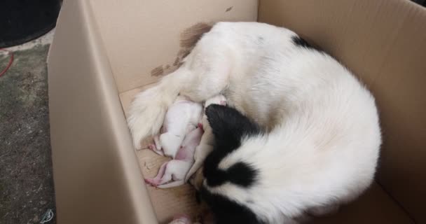 Close Newborn Puppy Eating Breast Milk Lactating Dog Mother Feeding — Vídeo de Stock
