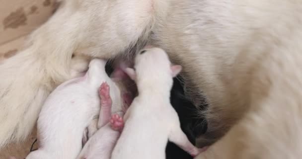 Close Newborn Puppy Eating Breast Milk Lactating Dog Mother Feeding — ストック動画